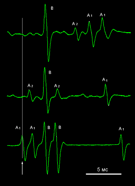 bcell4.gif (8322 bytes)