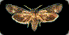 Noctuid moths