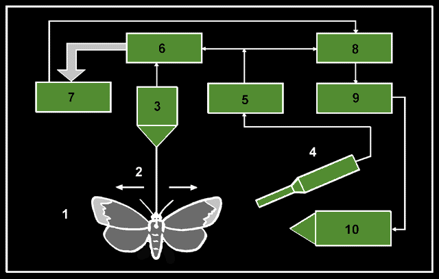 shem2.gif (17809 bytes)