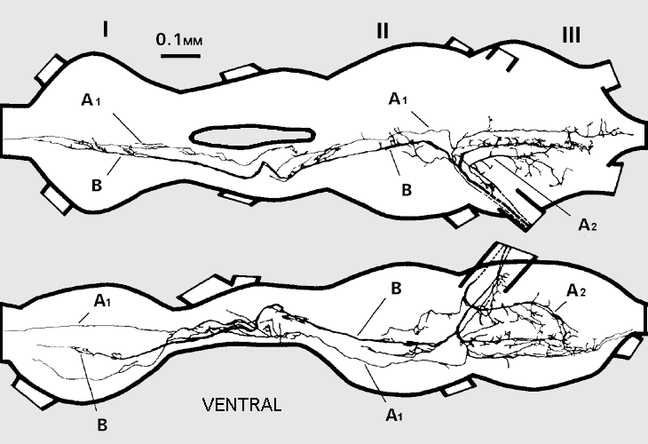 CNS